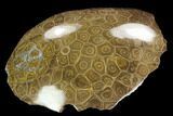 Polished Fossil Coral (Actinocyathus) Head - Morocco #128185-2